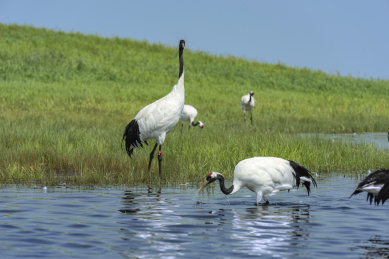 中国扎龙自然保护区的丹顶鹤