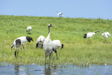 中国扎龙自然保护区的丹顶鹤