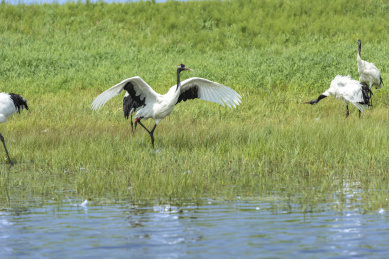中国扎龙自然保护区的丹顶鹤