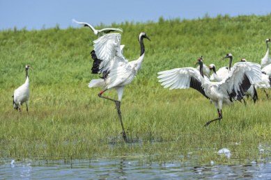中国扎龙自然保护区的丹顶鹤