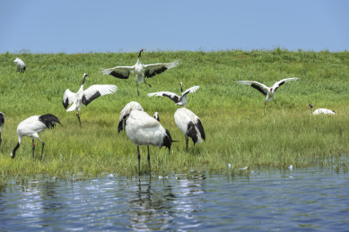 中国扎龙自然保护区的丹顶鹤