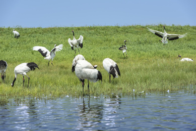 中国扎龙自然保护区的丹顶鹤