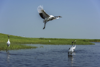 中国扎龙自然保护区的丹顶鹤