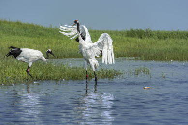 中国扎龙自然保护区的丹顶鹤
