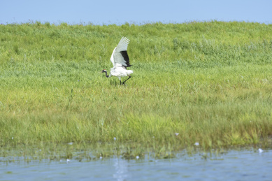 中国扎龙自然保护区的丹顶鹤
