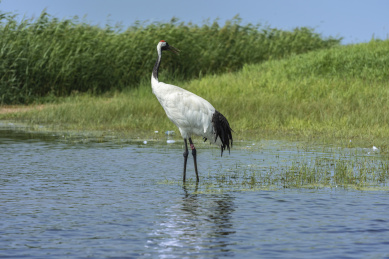 中国扎龙自然保护区的丹顶鹤