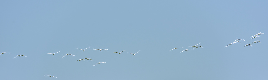 在中国扎龙自然保护区天空上飞翔的丹顶鹤