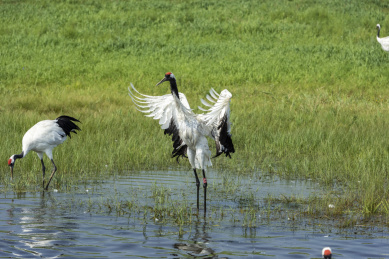 中国扎龙自然保护区的丹顶鹤