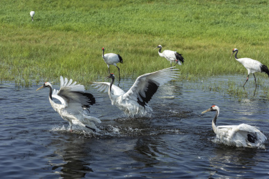 中国扎龙自然保护区的丹顶鹤