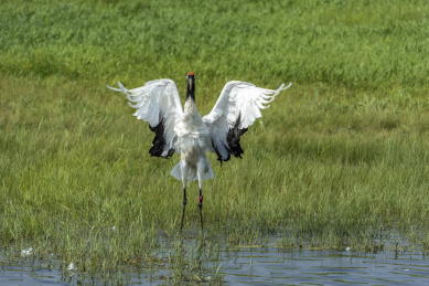 中国扎龙自然保护区的丹顶鹤