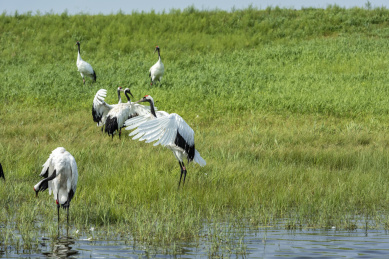 中国扎龙自然保护区的丹顶鹤