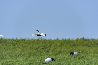 中国扎龙自然保护区的丹顶鹤