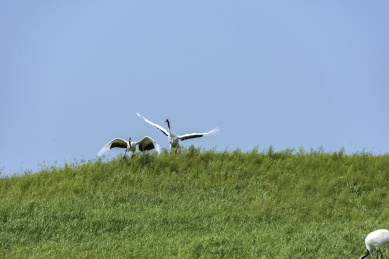 中国扎龙自然保护区的丹顶鹤