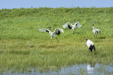 中国扎龙自然保护区的丹顶鹤