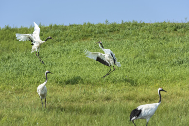 中国扎龙自然保护区的丹顶鹤