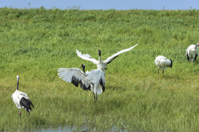 中国扎龙自然保护区的丹顶鹤