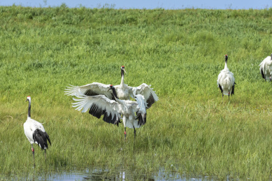 中国扎龙自然保护区的丹顶鹤