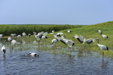中国扎龙自然保护区的丹顶鹤
