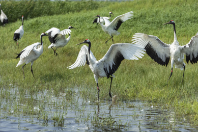 中国扎龙自然保护区的丹顶鹤