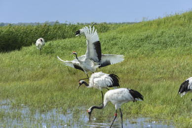 中国扎龙自然保护区的丹顶鹤