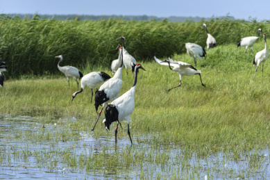中国扎龙自然保护区的丹顶鹤