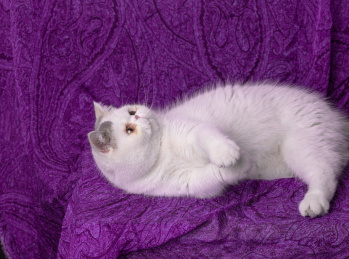 一只加菲猫躺在紫色背景布仰头往上看