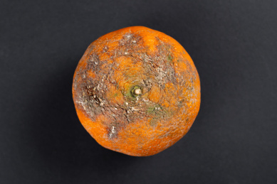 霉变橘子 霉变 变质