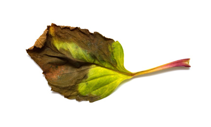 白背景上枯萎的树叶