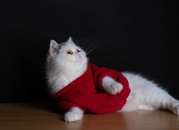 一只穿红毛衣的加菲猫妖娆的躺在桌子上