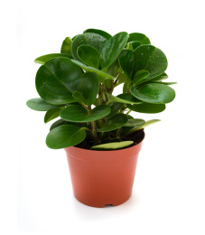 印度榕盆栽 印度榕