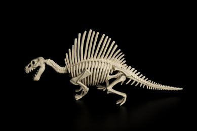 isolated bones and large sharp recurved teeth of
