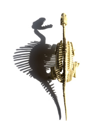 棘龙骨骼及影子