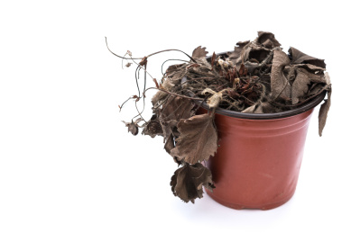 枯萎的草莓盆栽