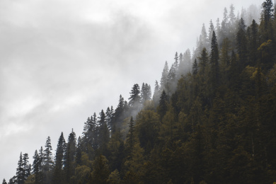 有雾的浓密高山树林户外景观