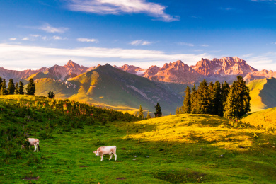 中国新疆唐布拉草原高山牧场
