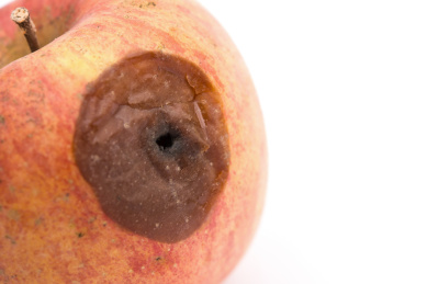 虫蛀的腐烂苹果 虫蛀