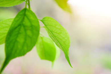 梅子树植物的叶子
