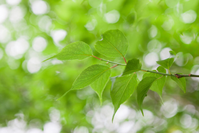 梅子树植物的叶子
