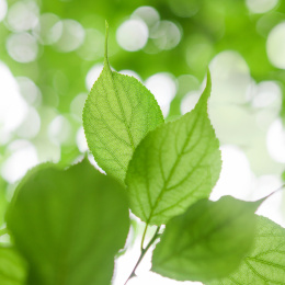 梅子树植物的叶子