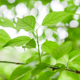 梅子树植物的叶子