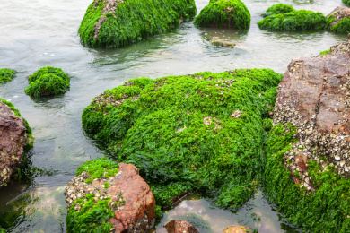 海边生长在石头上的海藻