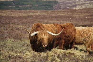 英国斯凯岛上的苏格兰高地牦牛