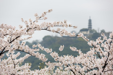 中国江苏苏州上方山森林公园樱花开放时景色