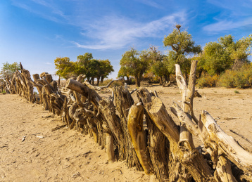 内蒙额济纳旗秋天河流胡杨风光