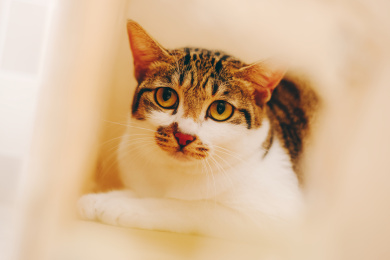 可爱的短毛猫咪