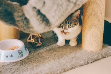 家里养的小猫咪