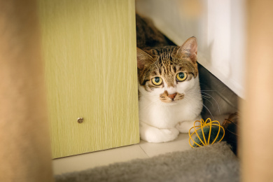 家里养的小猫咪