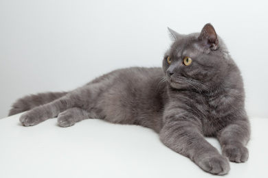 卧着的黑色猫咪 猫