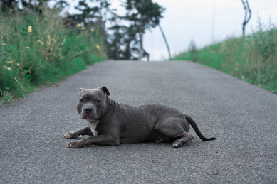 一只灰色的斯塔福犬趴在沥青路上