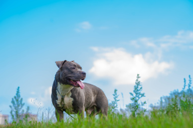蓝天下一只斯塔福犬霸气的站着
